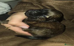 Shih Tzu dogs for sale: Adorable shih tzu  - Advert 4