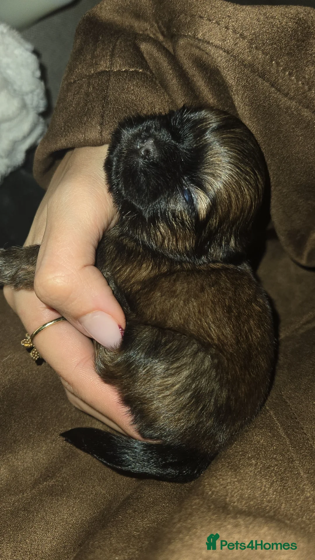 Shih Tzu dogs for sale: Adorable shih tzu  - Advert 4