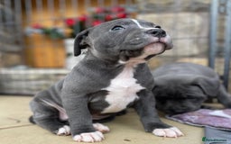 Staffordshire Bull Terrier dogs for sale: Perfect Pure Staffordshire Bull Terrier Puppies - Image 10