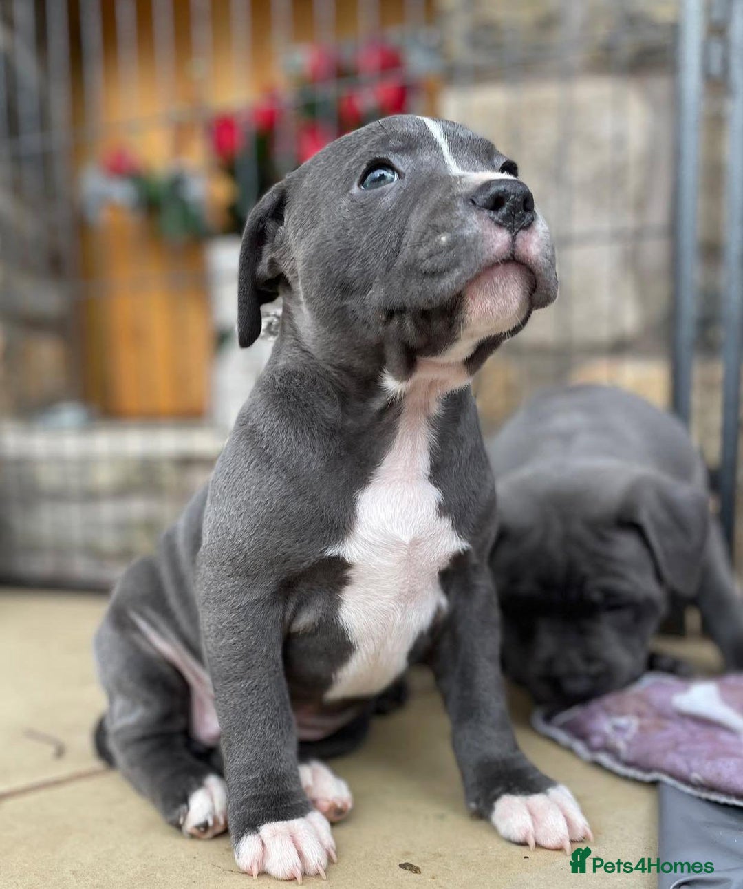 Staffordshire Bull Terrier dogs for sale: Perfect Pure Staffordshire Bull Terrier Puppies - Image 10
