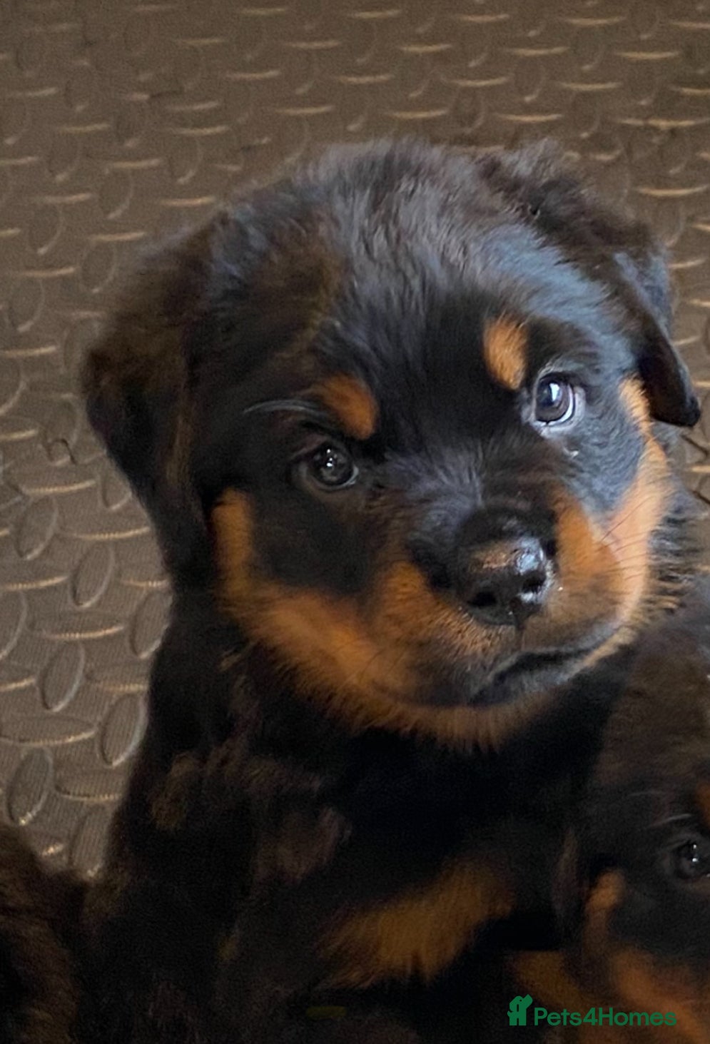 Rottweiler dogs Purebred Rottweiler Puppies - Advert 3