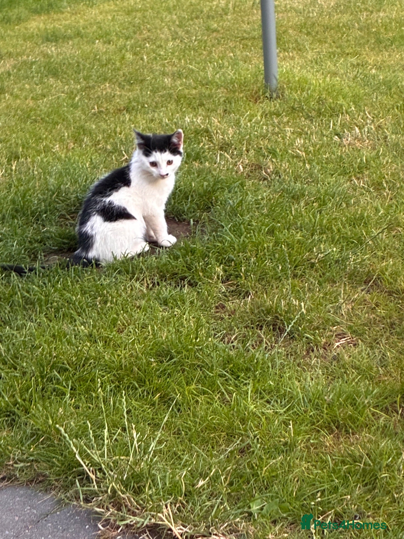 Mixed Breed cats 2 beautiful kittens for sale £50 each  - Advert 1