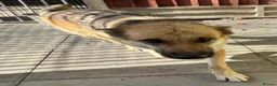Saarloos Wolfdog dogs for sale: Stunning Low Content Wolfdog  - Advert 5