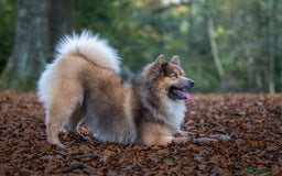 Pomsky dogs for stud: Gorgeous F2 Pomsky for stud - Advert 2