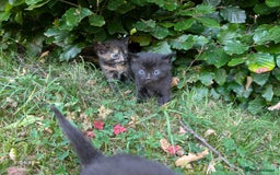 Mixed Breed cats for sale: FREE TO A GOOD HOME! adorable kittens for sale - Image 15