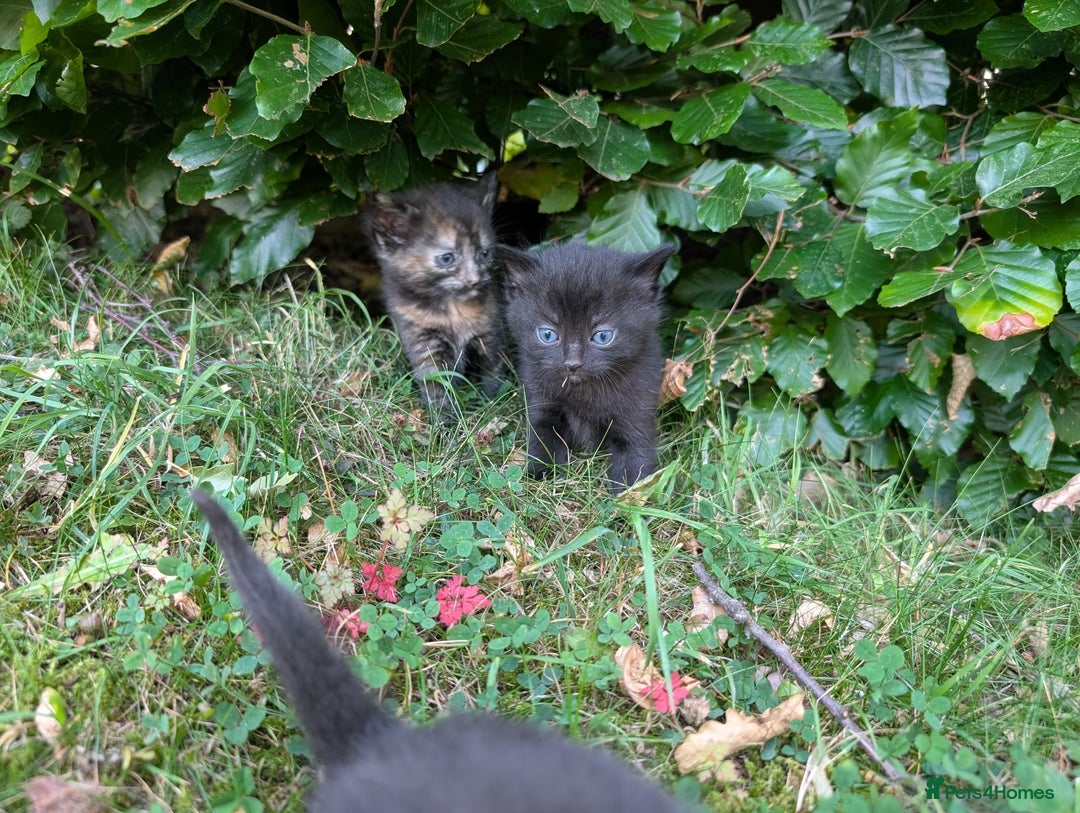 Mixed Breed cats for sale: FREE TO A GOOD HOME! adorable kittens for sale - Image 15