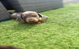 Miniature Dachshund dogs for sale: Beautiful babies - Image 28