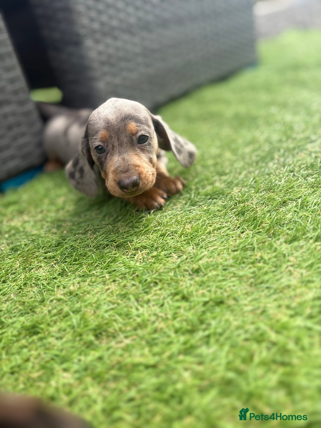 Miniature Dachshund dogs for sale: Beautiful babies - Image 28