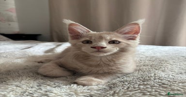 Maine Coon cats - Advert 1