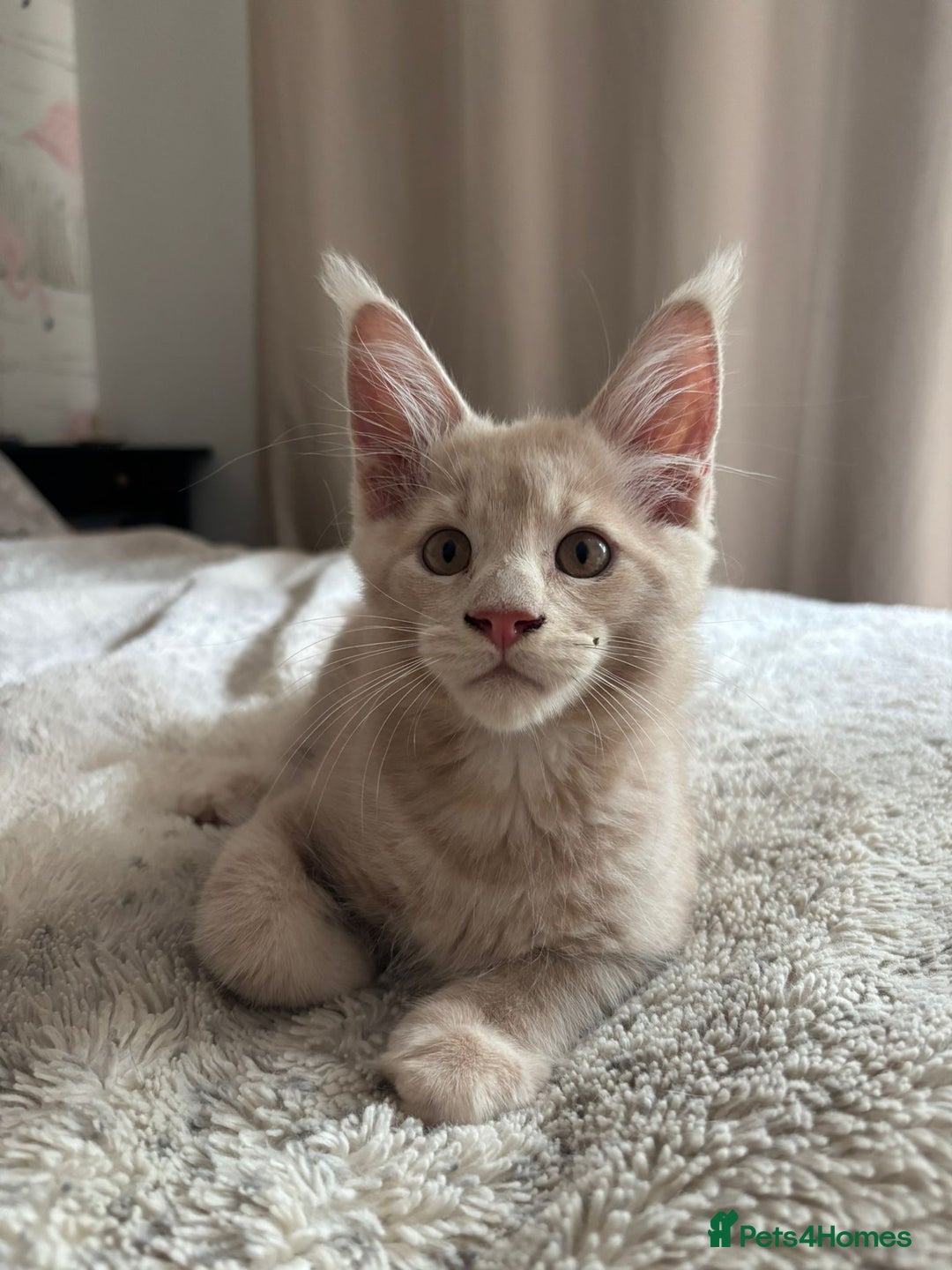 Maine Coon cats for sale: 2 Cream MC kittens ready for their fur-ever homes - Image 3