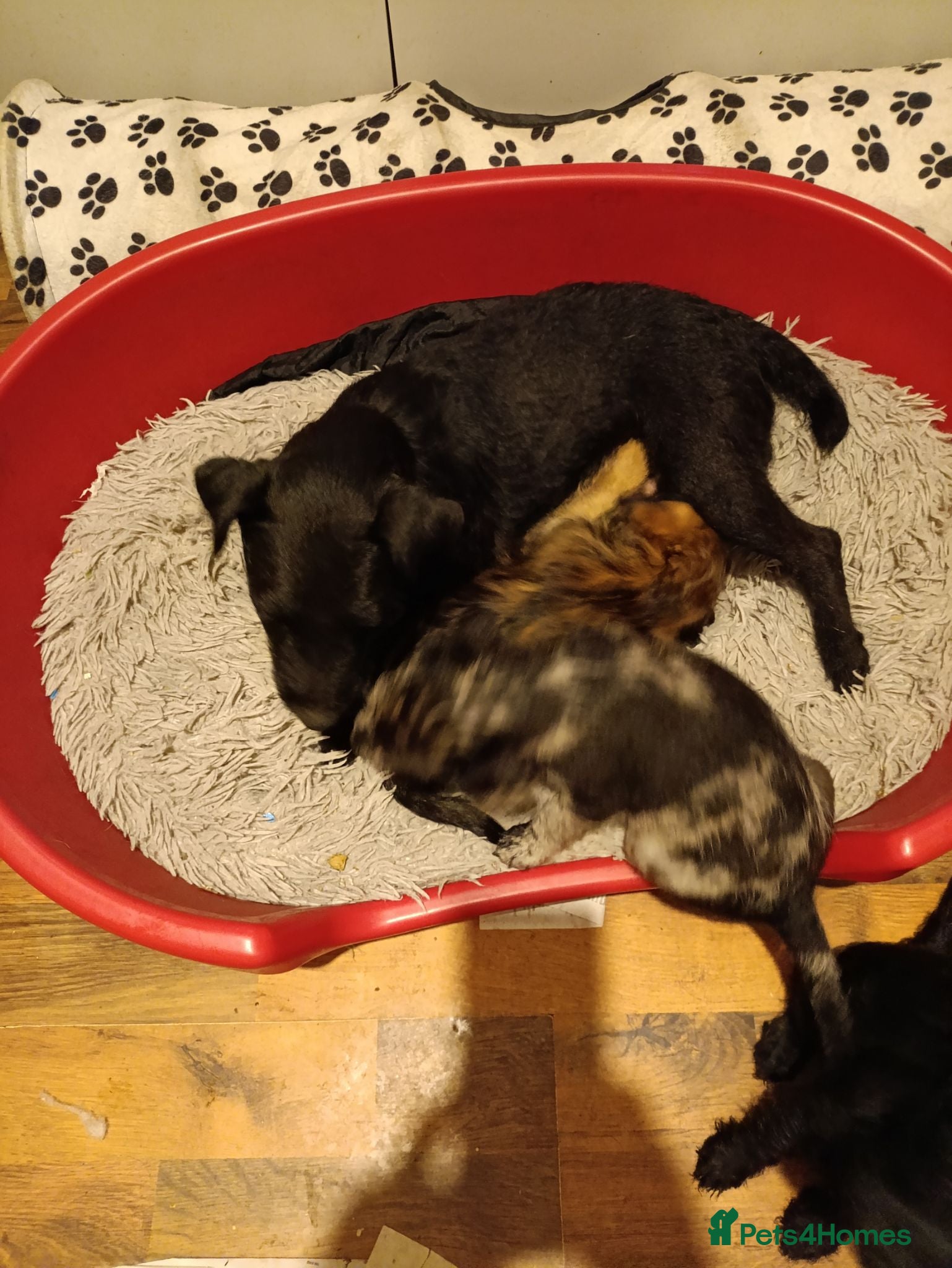 Mixed Breed dogs Beautiful terrier pups ready for their new home  - Advert 1