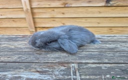 Mini Lop rabbits for sale: Baby mini lops - Image 9