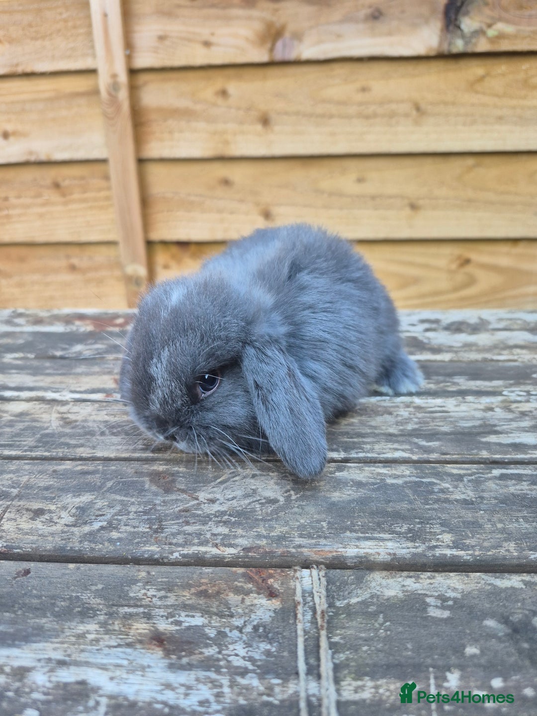 Mini Lop rabbits for sale: Baby mini lops - Image 9
