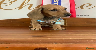 Miniature Dachshund dogs - Advert 1