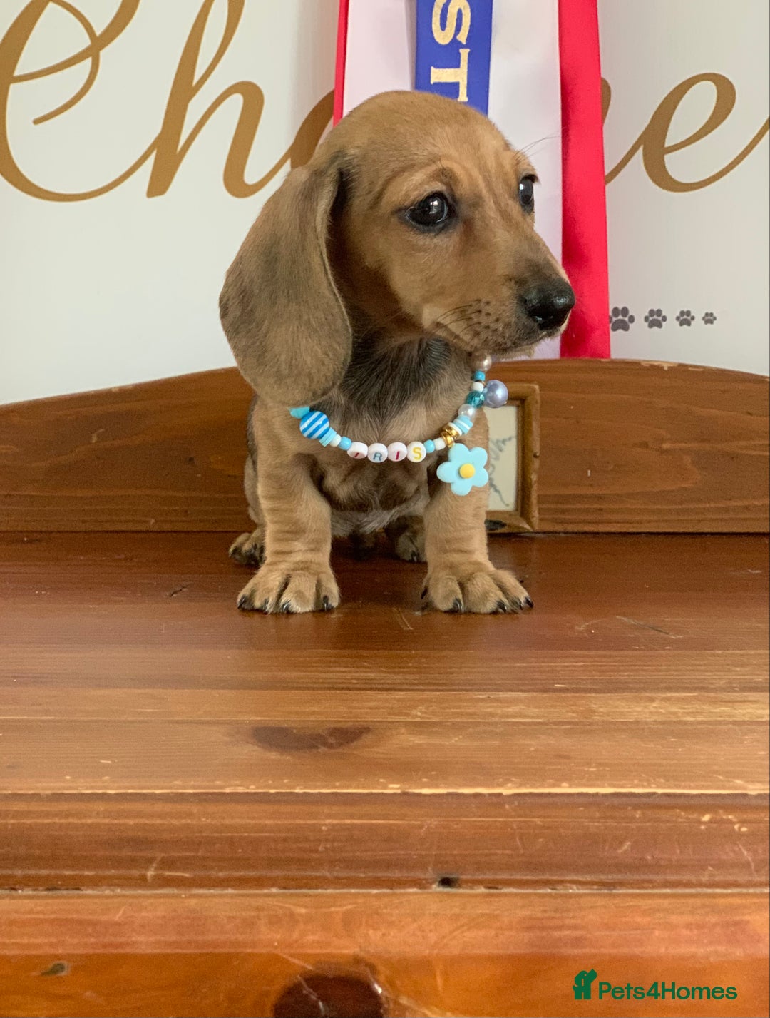 Miniature Dachshund dogs for sale: KC Registered true petite Miniature Dachshunds - Image 2