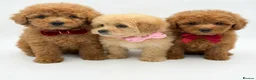 Maltipoo dogs for sale: Health tested Maltipoos - Advert 1