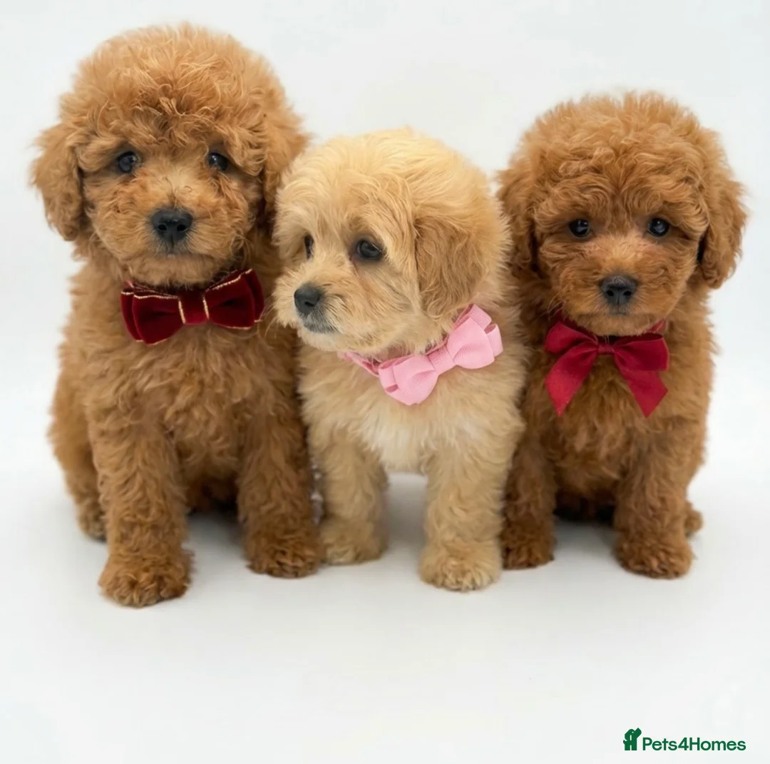 Maltipoo dogs for sale: Health tested Maltipoos - Advert 1