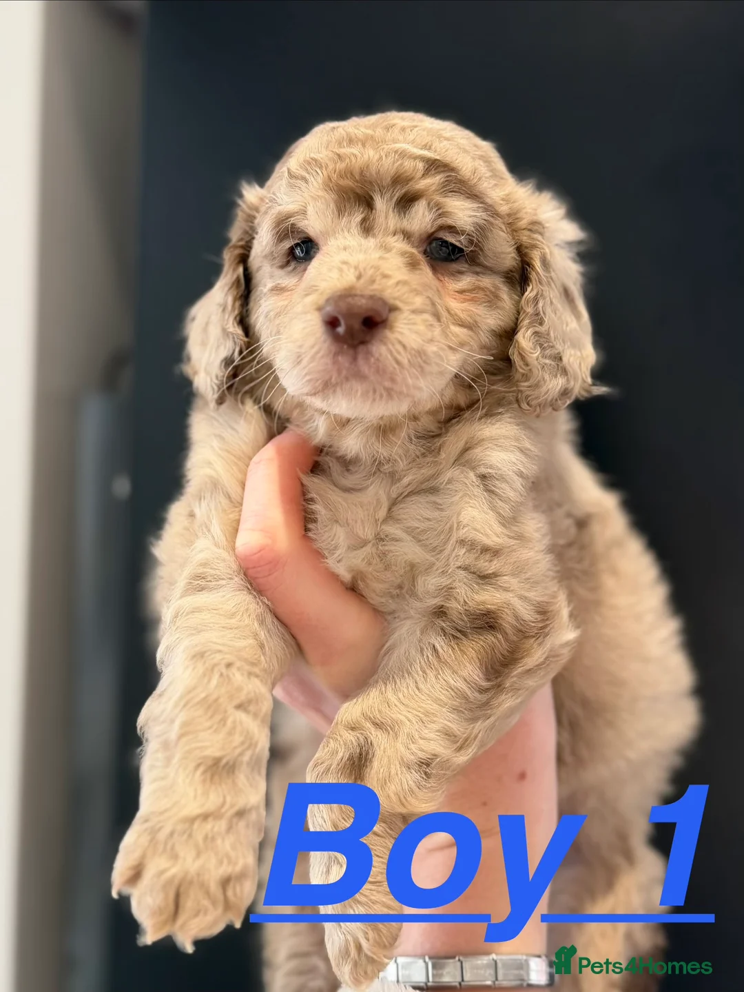 Cockapoo dogs for sale: 4 beautiful cockapoos puppies - Advert 5