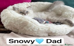 Ragdoll cats for sale: Lovely Ragdoll looking for lovely family - Advert 14