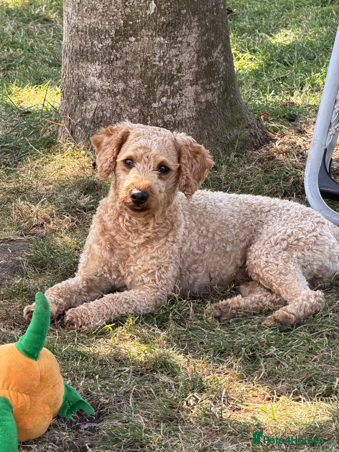 Cockapoo dogs for stud: KC Reg Toy Poodle Stud Dog DNA Tested Somerset - Advert 1