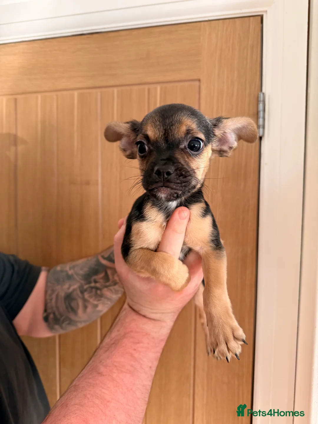 Mixed Breed dogs for sale: French yorkiepoo’s available now - Advert 4