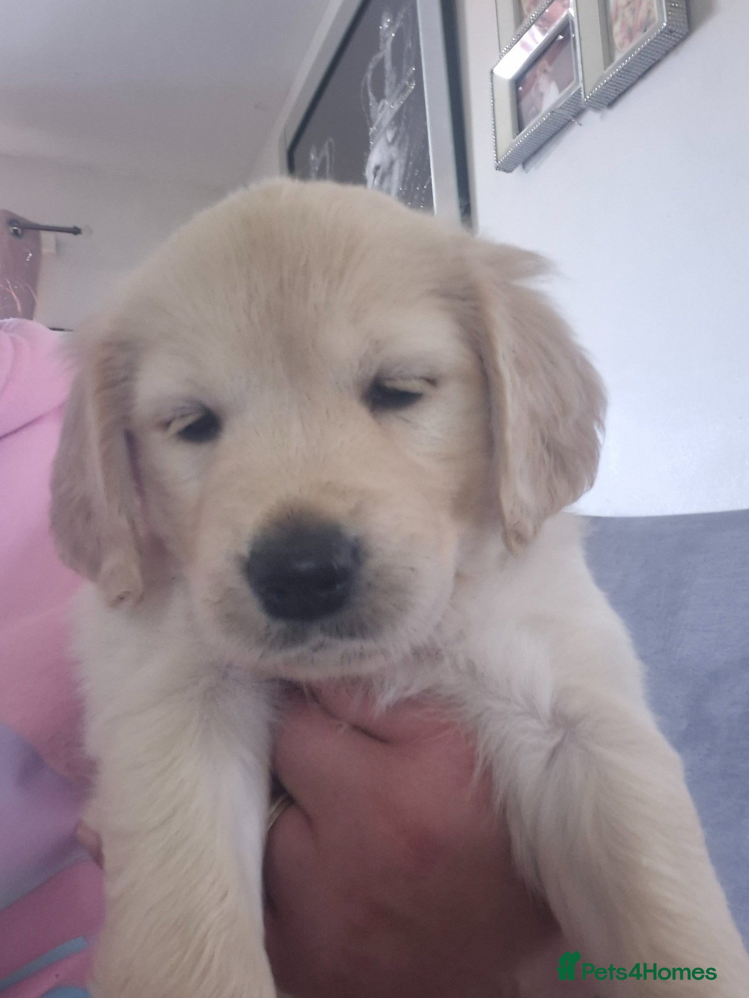 Golden Retriever dogs 3 girls and a boy ready around the 19th april  - Advert 1