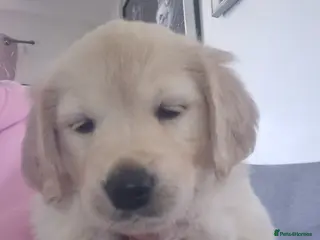 Golden Retriever dogs 3 girls and a boy ready around the 19th april - Advert 1