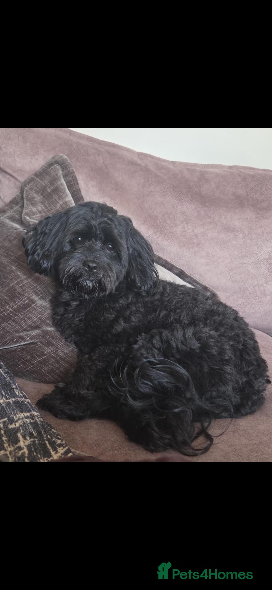 Mixed Breed dogs Male cava tzu 2 years old - Advert 2