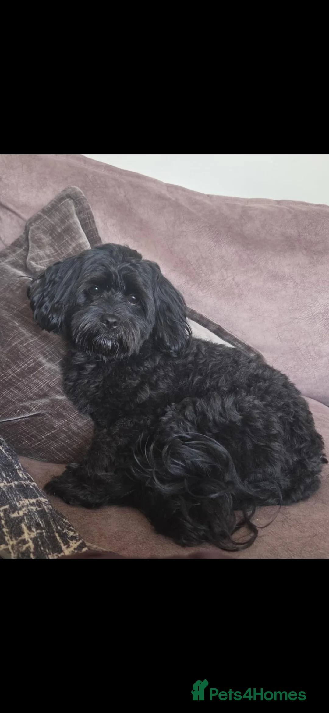 Mixed Breed dogs for stud: Male cava tzu 2 years old in Crewe - Advert 2