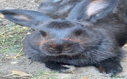 Harlequin rabbits for sale: Two male Rabbits - Image 2