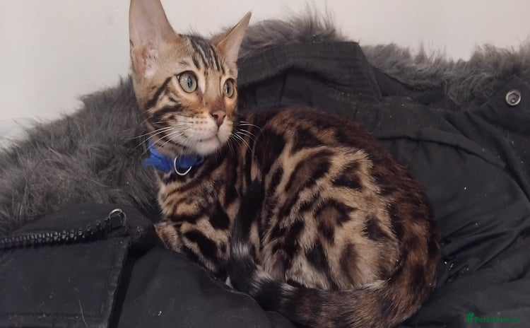 Bengal cats - Advert 1