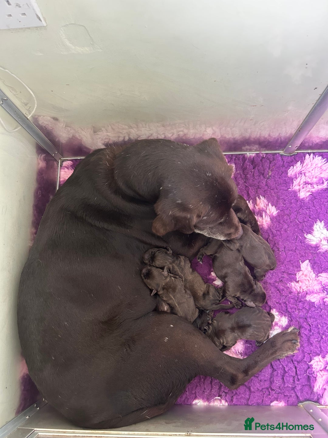 Labrador Retriever dogs for sale: Stunning chocolate lab  - Advert 6