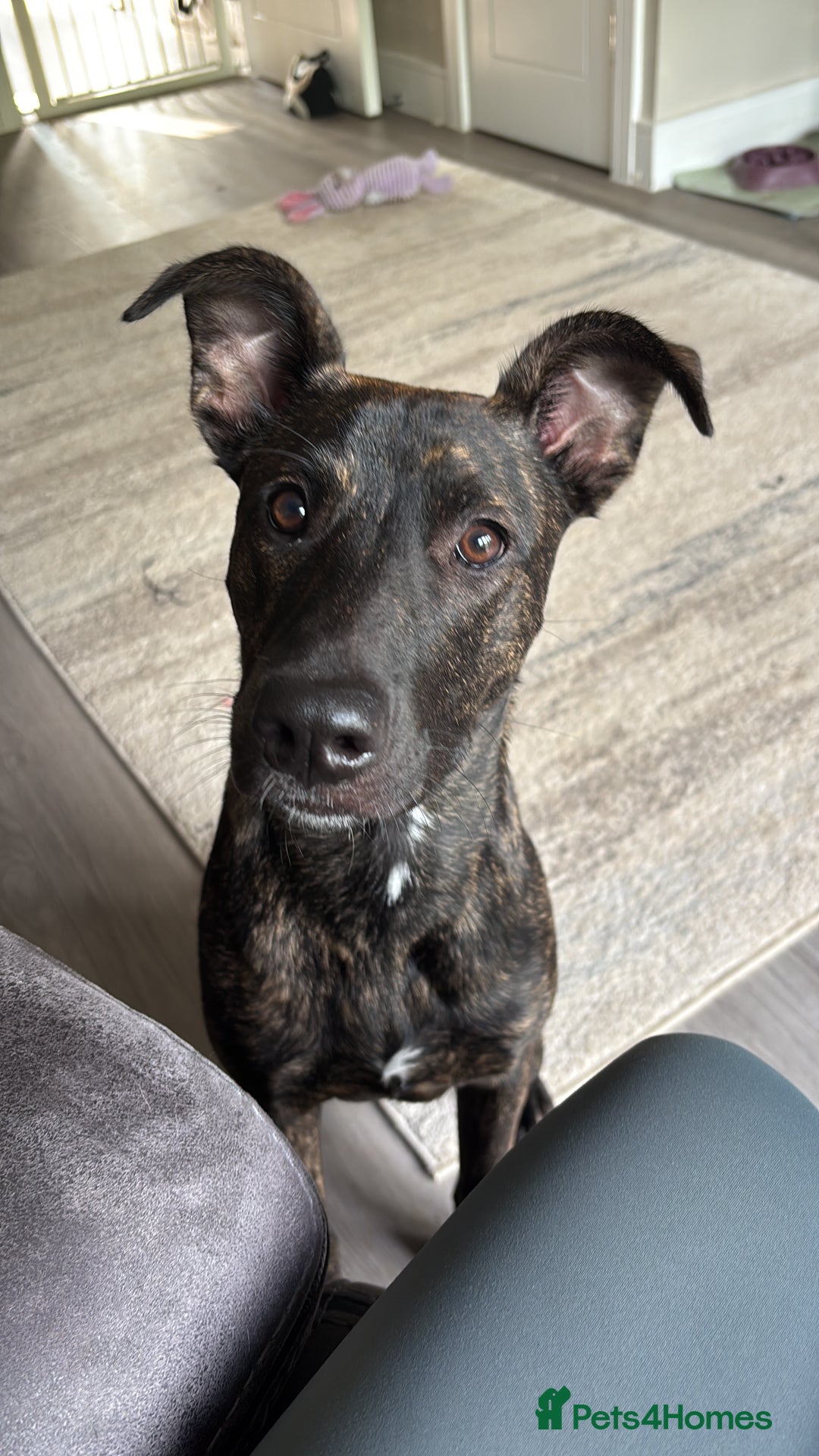 Mixed Breed dogs for sale: REHOME- Belgian Malanois x Staff - Advert 1