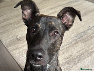 Mixed Breed dogs REHOME- Belgian Malanois x Staff - Advert 2