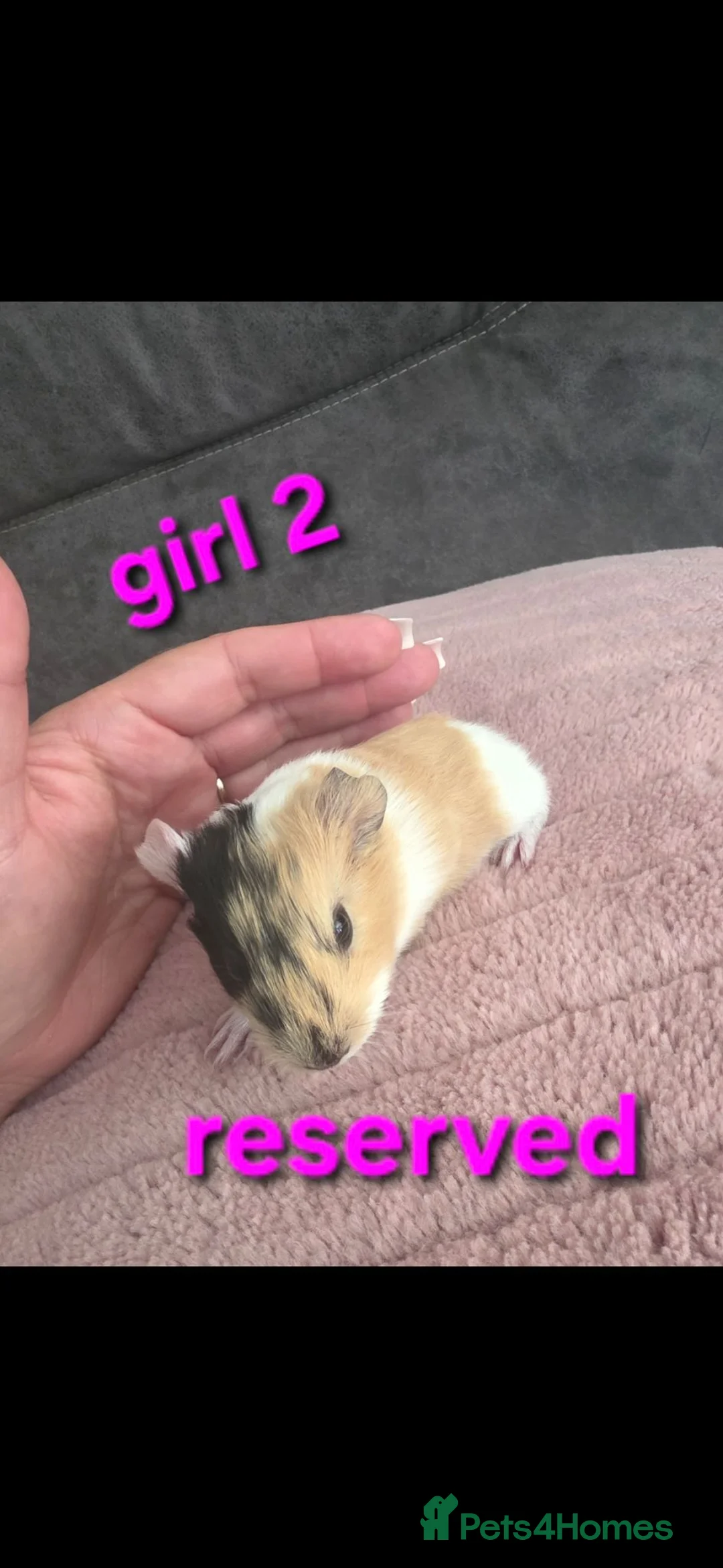 Guinea Pig rodents for sale: Guneapigs  - Advert 19