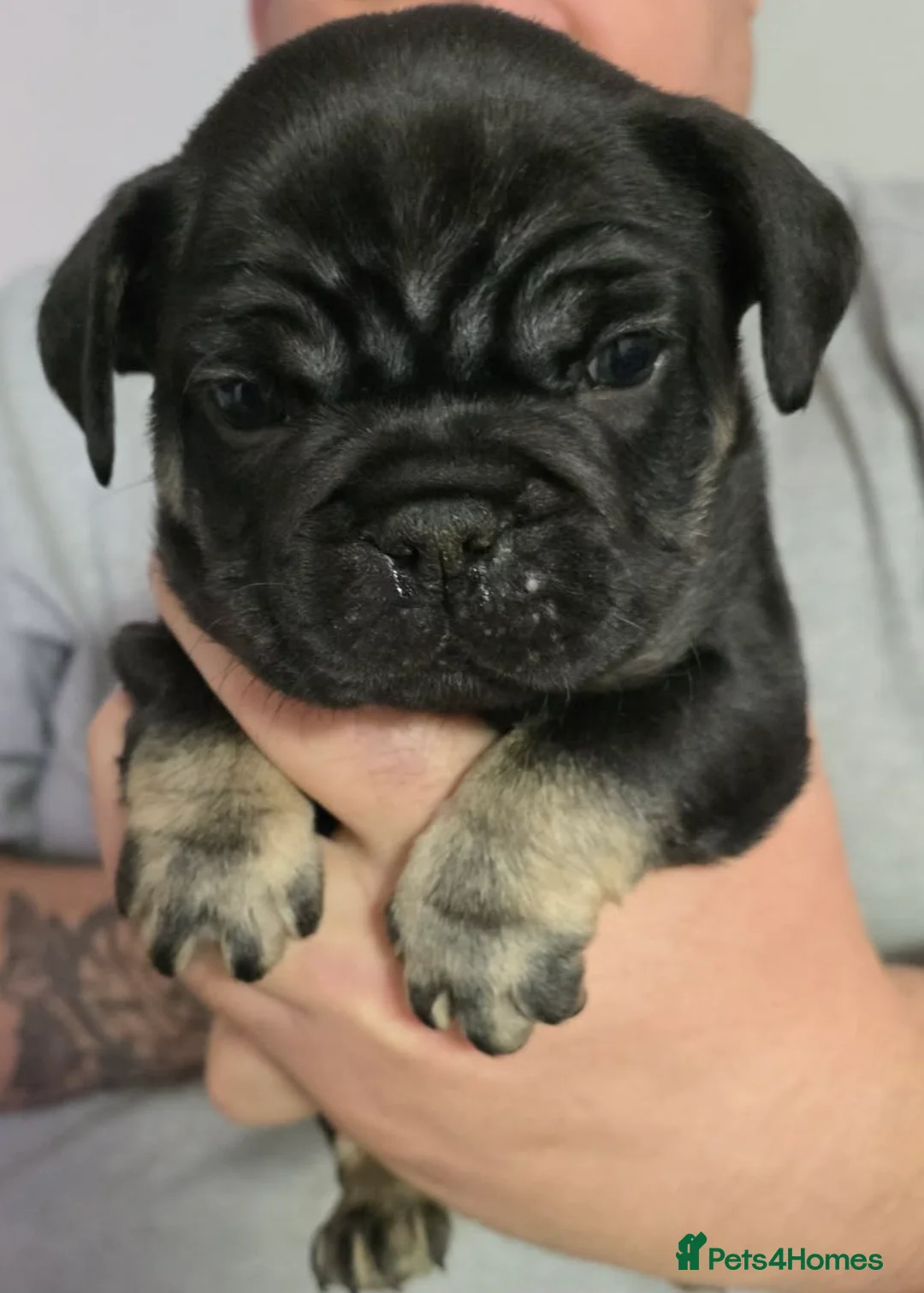 French Bulldog dogs for sale: Stunning French bulldog pupies  - Advert 16