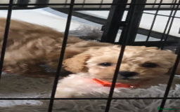 Poochon dogs for sale: Poochon pups for sale - Image 12