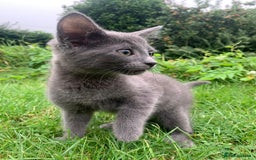 Mixed Breed cats for sale: Beautiful kittens ready now - Image 12