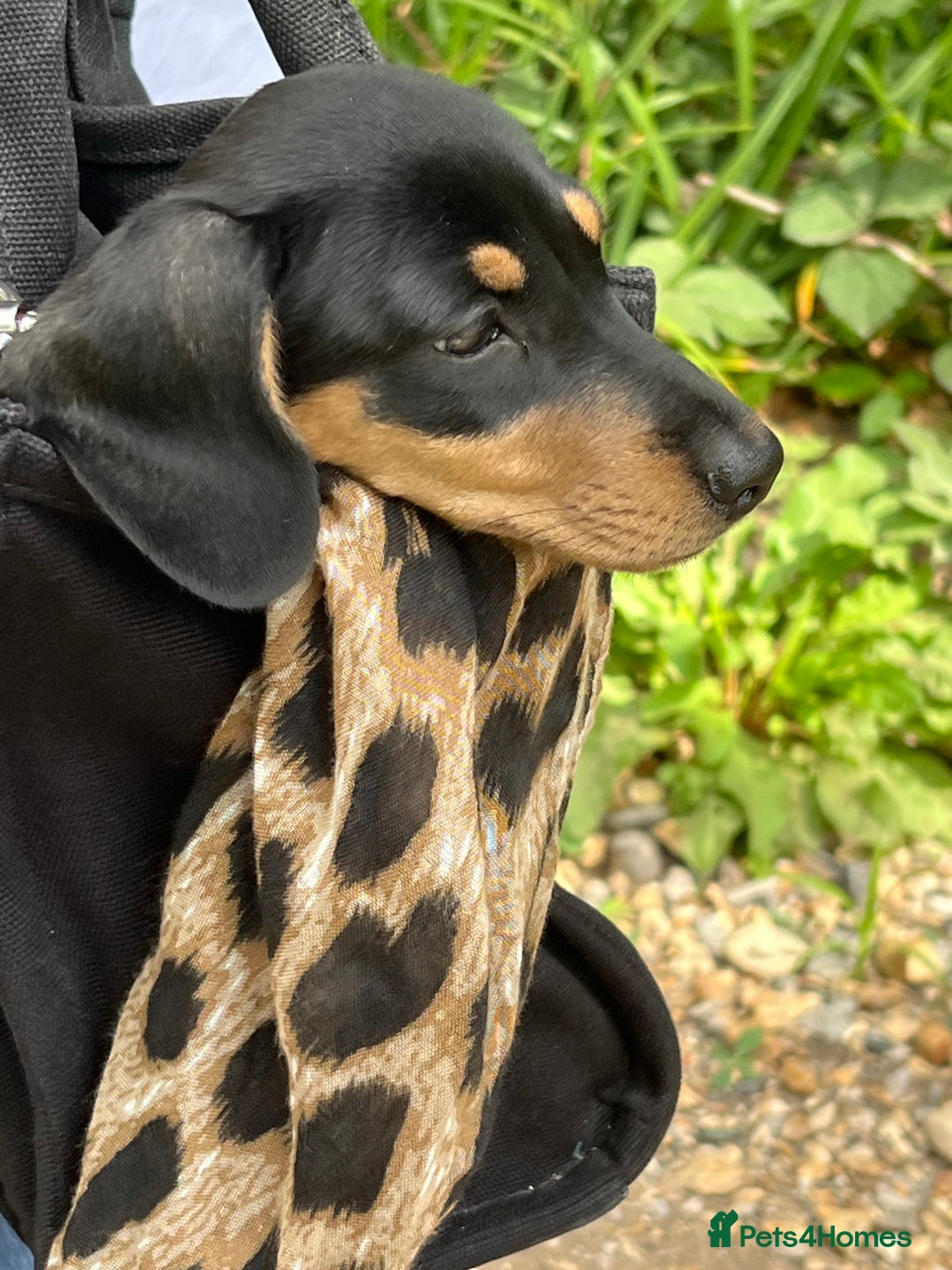 Miniature Dachshund dogs for sale: KC Miniature Dachshund - Image 5