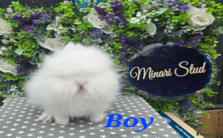 Lionhead rabbits in Gloucester - Advert 12
