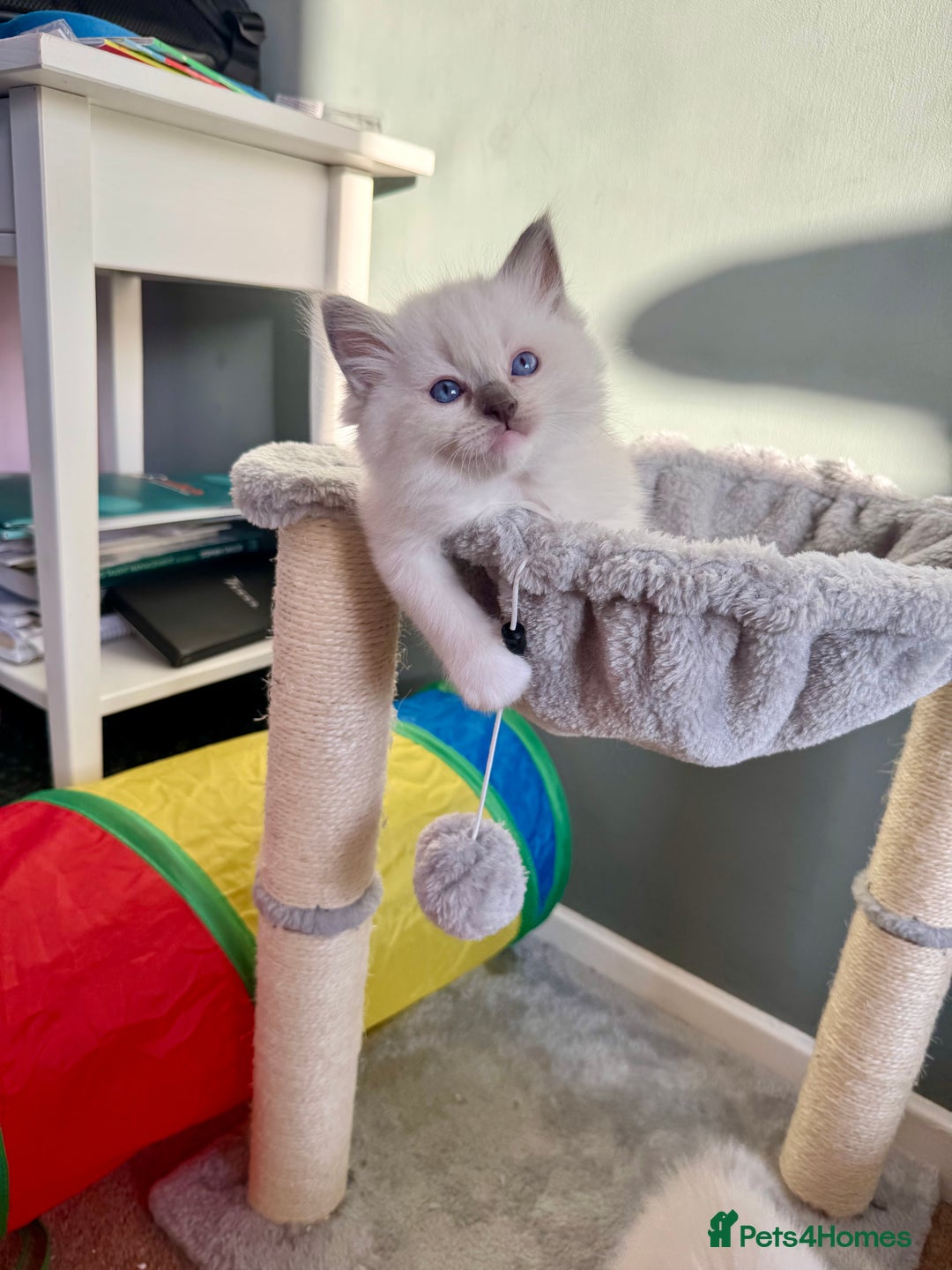 Ragdoll cats for sale: Beautiful Registered Ragdoll Kittens Available  - Advert 5