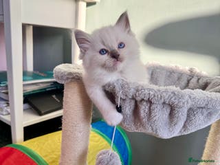 Ragdoll cats Ready to leave 1st Feb, TICA reg Ragdoll kittens - Advert 13