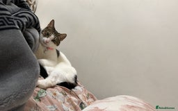 Mixed Breed cats for sale: Cat for sell - Image 1