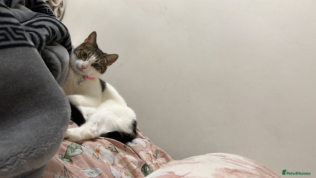 Mixed Breed cats for sale: Cat for sell - Image 1