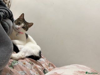 Mixed Breed cats - Advert 9