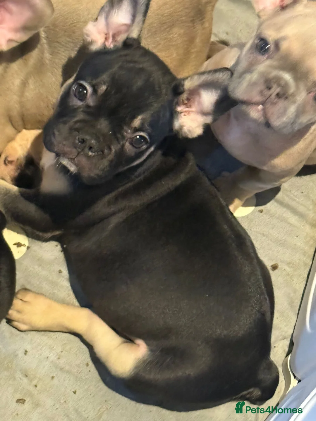 French Bulldog dogs for sale: French bull dog puppy’s for sale  - Advert 12
