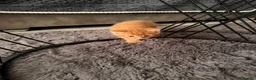 Mixed Breed cats for sale: Ginger kittens - Advert 6