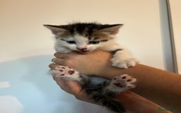 Mixed Breed cats for sale: READY NOW - Image 2
