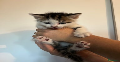 Mixed Breed cats - Advert 12