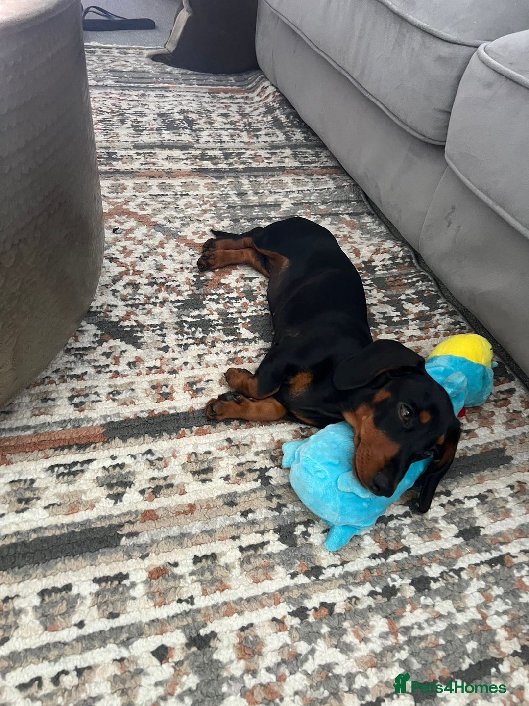 Miniature Dachshund dogs for sale: Bella - Image 2